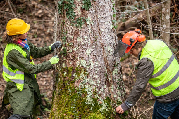 Best Tree Removal Service  in Minnetrista, MN